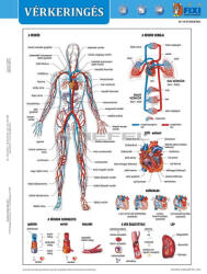 Stiefel Vérkeringés tanulói munkalap + munkaoldal
