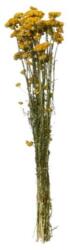  Százazvirág 55 cm x 14 cm sárga