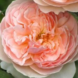 Rosa Evelyn cserepes rózsa (azonnal szállítható)