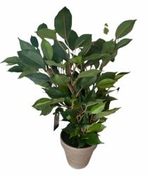  Ficus Natasja műnövény