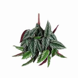 Mica Pilea cadierei függő pirosban 35 x 22 x 22 cm