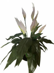  Spathiphyllum műnövény