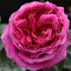 Rosa Macbeth cserepes rózsa (azonnal szállítható) - oazis - 15 872 Ft