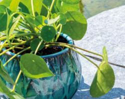 Vaso Nelumbo set of 3 mix colori