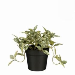 Mica Fittonia cserépben zöld tarka műnövény 16 x 16 cm