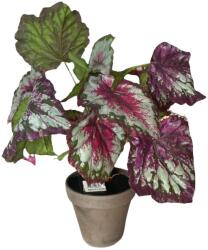  Begonia rex műnövény