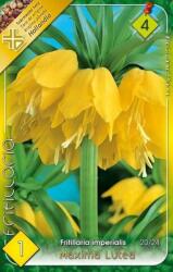  Fritillaria Imperialis Maxima Lutea Császárkorona virághagyma 4