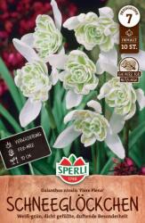 Sperli Schneeglöckchen Flore Pleno hóvirág virághagyma
