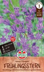 Sperli T. tubergeni Triteleia csillaghagyma virághagyma