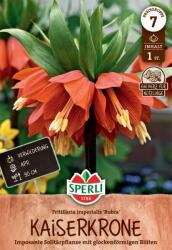 Sperli Rubra császárkorona virághagyma