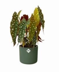 elho B. For Soft Round 18 Leaf Green