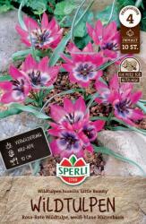 Sperli Wildtulpe Little Beauty botanikai tulipán virághagyma