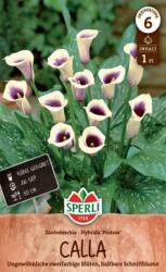 Sperli Picasso Kála virághagyma