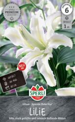 Sperli Polar Star Liliom virághagyma