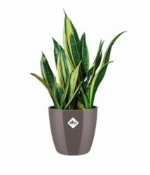 elho Brussels Diamond Round 14 Oyster Pea