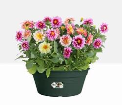 elho Green Basics Bowl 27 Leaf Green