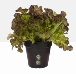 elho Green Basics Growpot 17 cm Living Black műanyag kaspó