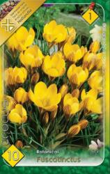 Crocus Botanical Fuscotinctus krókusz virághagymák 1