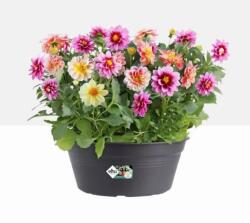 elho Green Basics Bowl 27 Living Black