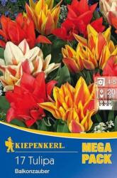 kiepenkerl Tulipa Balkonzauber Mix vegyes csokros tulipán virághagymák MEGA PACK