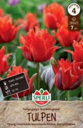 Sperli Greigii-Tulpe Rotkäppchen tulipán virághagyma