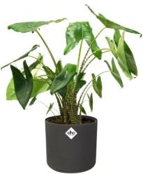 elho B. For Soft Round Anthracite 14 cm műanyag kaspó