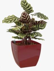 Artevasi Siena 40 cm Self Watering Dark Red önöntöző műanyag kaspó