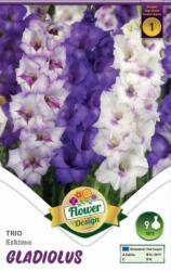  Gladiolus Trio Eskimo kardvirág virághagymák 1