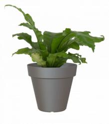 Artevasi Capri 80 cm műanyag növénytartó Anthracite