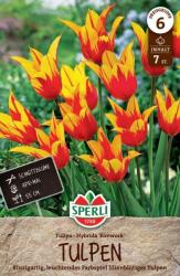 Sperli Lilienblütige Tulpe Firework liliomvirágú tulipán virághagyma