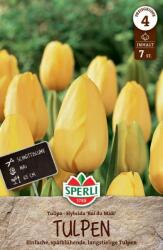 Sperli Premium Einfache Späte Tulpe Roi du Midi kései egyszerű virágú tulipán virághagyma