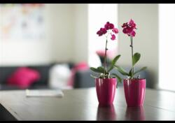 elho Vivo Matt Finish Square Wheels 40 Wh