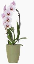 Artevasi Fiji Orchid 12, 5 cm műanyag orchidea kaspó Eucalyptus Green (csak kaspó)