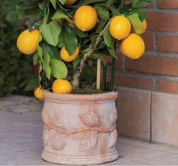 Terrecotte Italiane Cilindro Limoni agyagcserép 21X19 cm