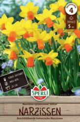 Sperli Alpenveilchen-Narzisse Jetfire botanikai nárcisz virághagyma