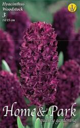  Hyacinthus Woodstock jácint virághagymák 1