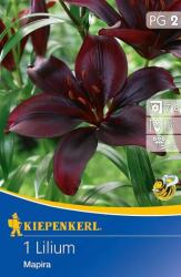 kiepenkerl Lilium Mapira liliom virághagyma 2" (Szállítás február 16-ig)