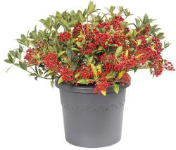 elho Algarve Cilindro 21 Anthracite