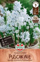 Sperli Puschkinie csillagos puskinvirág virághagyma