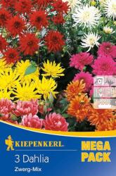 kiepenkerl Dahlia Zwerg-Mix virághagyma összeállítás 8" Mega Pack (Szállítás február 16-ig)