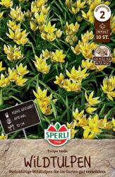 Sperli Wildtulpe tarda botanikai tulipán virághagyma