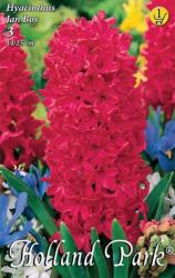 Hyacinthus Jan Bos jácint virághagymák 1