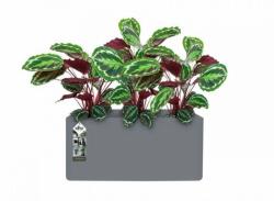 elho Pure Soft Brick Long Wheels 80 cm Conce műanyag növénytartó