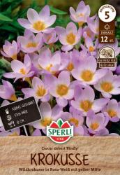 Sperli Firefly krókusz virághagyma