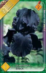  Dicentra spectabilis Pink szívvirág virághagyma 2