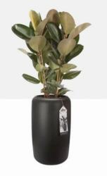 elho Pure Beads Medium 40 Walnut Brown