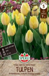 Sperli Einfache Frühe Tulpe Sunny Prince korai egyszerű virágú tulipán virághagyma