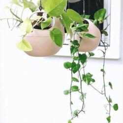 elho B. For Soft Air Nude felakasztható műanyag kaspó