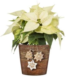 Scheurich 778/16 Gingerbread 16 cm kerámia növénytartó