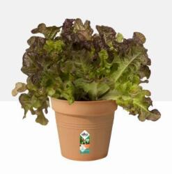 elho Green Basics Growpot 13 cm Mild Terra, műanyag kaspó